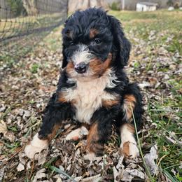 Orange collar - Tri-color male Bernedoodle puppy in Shelby, North Carolina from Forever Grateful Doodles