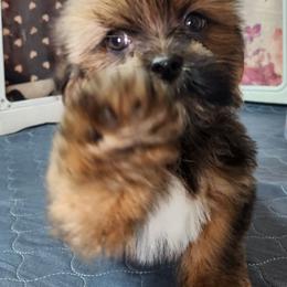 Nelson - Brown male Lhasa Apso puppy in Jefferson, New York from Absolute Lhasa Love