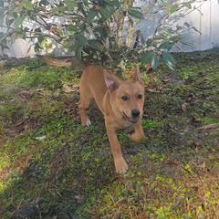 Carolina Dog Puppies from Carolina Dogs Of The Forgotten Coast