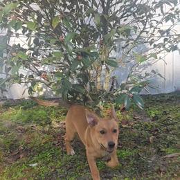Carolina Dog Puppies from Carolina Dogs Of The Forgotten Coast