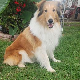 Sunny Grace - Collie