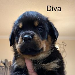 Rottweiler Puppies from CenturionOne LLC