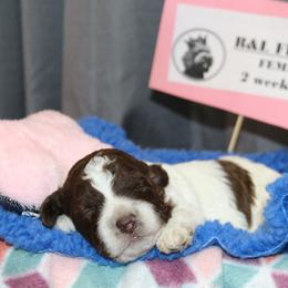 Lagotto Romagnolo Puppies from Royal and Loyal Lagotto Romagnolo