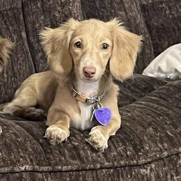 Oakleigh - Dachshund