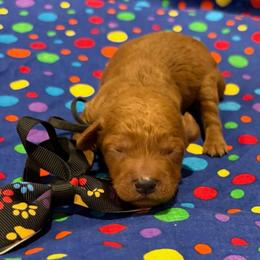 Peter - Red  male Goldendoodle puppy in Camden, North Carolina from Oopsie Doodles of NC