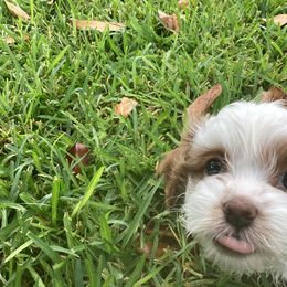 Cavapoo and Shihpoo Puppies from Haus of Doodles
