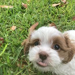 Cavapoo and Shihpoo Puppies from Haus of Doodles