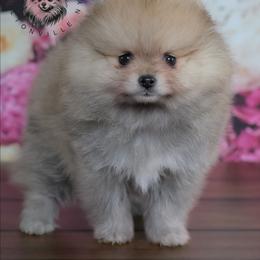 Reba - Orange sable female Pomeranian puppy in Fultonville, New York from Sandy Aussies & Pomeranians