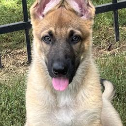 German Shepherds from A2 German Shepherd Dogs