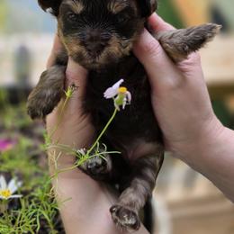 Pocahontas - Phantom female Bernedoodle puppy in Decatur, Tennessee from Diamond's Doodles