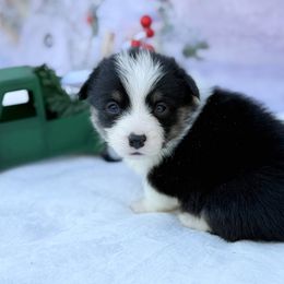 Billy Bob - Black and tan male Pembroke Welsh Corgi puppy in Nashville, Arkansas from Whisenhunt Farms