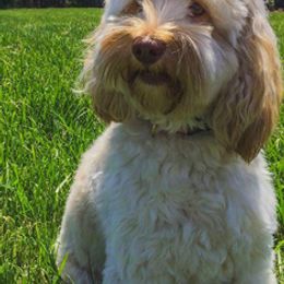 Australian Labradoodles from Sweet Carolina Labradoodles