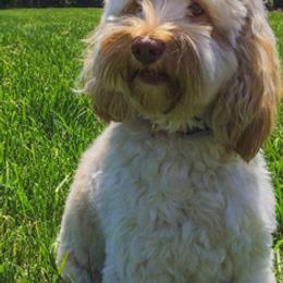 Australian Labradoodles from Sweet Carolina Labradoodles