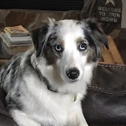 Blu - Miniature Australian Shepherd