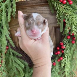 Ma Bailey - Merle female Bernedoodle puppy in Superior, Arizona from Mountain Bridge Doodles