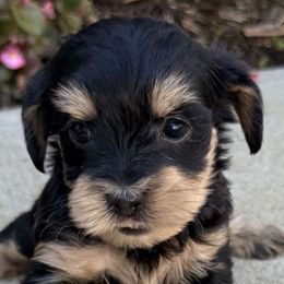 Olympia - Black and tan female Yorkipoo puppy in Lebanon, Kentucky from Mosaic Merle Doodles