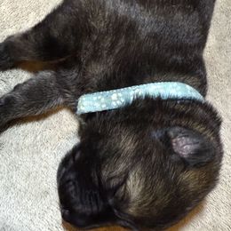 Boy 1 light blue - Sable male German Shepherd puppy in Newsoms, Virginia from A Tier Above Shepherds