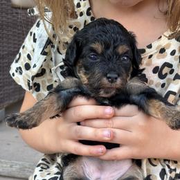 Rory (Peach collar girl) - Phantom female Poodle puppy in Eagle Mountain, Utah from Liberty Farms Puppies