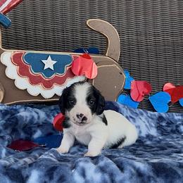 Blue collar - Piebald male Dachshund puppy in Poteau, Oklahoma from Sisters Dazzling Dachshunds