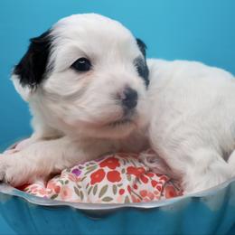 Lumie - Tri-color female Cavapoo puppy in Cameron, South Carolina from Sassy Sailor & Company