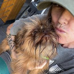 Sonya - Brussels Griffon