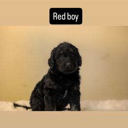 Red Boy - Black male Goldendoodle puppy in Houston, Texas from Bay Area Doodles