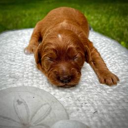 Laguna - Apricot female Goldendoodle puppy in Sugar City, Idaho from Idaho Sugar Doodle Pups