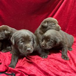 Chocolate Male 2 - Chocolate male Labrador Retriever puppy in Beaverdam, Virginia from Gold Heart Labradors