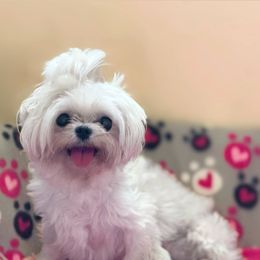 Stormie - Maltese