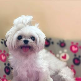 Stormie - Maltese