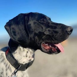 Dixie - German Shorthaired Pointer