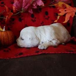 Auburn - Golden female Golden Retriever puppy in Fredericksburg, Ohio from Golden family companion's
