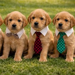 Golden Retriever Puppies from Sydney’s Goldens