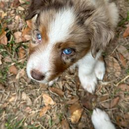 Little Duckling - Red merle female Australian Shepherd puppy in Tallahassee, Florida from H&H Red Gate Farm