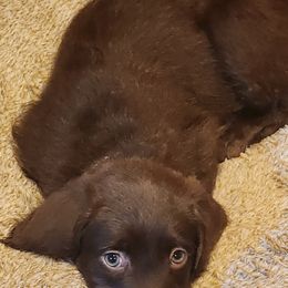Labradoodle Puppies from Bollenberg Farm LLC