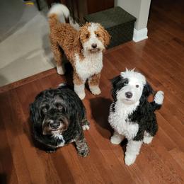 Bernedoodle Puppies from Pleasant Creek Minibernedoodles