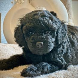 Taffy - Black female Cockapoo puppy in Palm Beach County, Florida from Benji’s Cockapoos