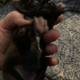 Girl 3- Tonks - Black female Shihpoo puppy in Cherryville, North Carolina from Mystic Moon Shih-Poos