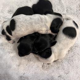Dachshund Puppies from Whispering Willow Dachshunds
