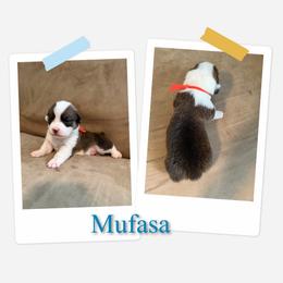 Mufasa - Sable male Pembroke Welsh Corgi puppy in Athens, Alabama from Southern Sass Corgis