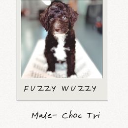 Fuzzy Wuzzy - Tri-color male Bernedoodle puppy in Jackson, Missouri from Pincksten Family Doodles