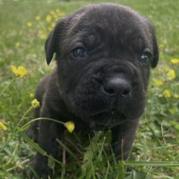 White Collar - Black brindle female Cane Corso puppy in Kingsport, Tennessee from Gray Cane Corsos