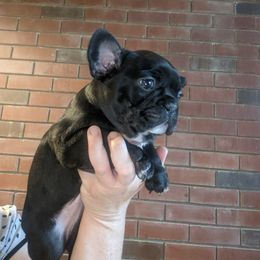 French Bulldog Puppies from Mon Chien Frenchies