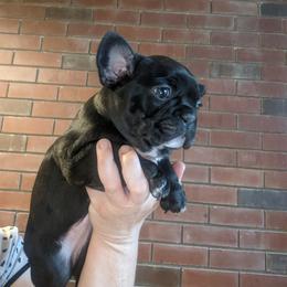 French Bulldog Puppies from Mon Chien Frenchies