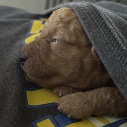 Aurora - Apricot female Poodle puppy in Lathrop, California from Jamilette Delatorre's Poodles