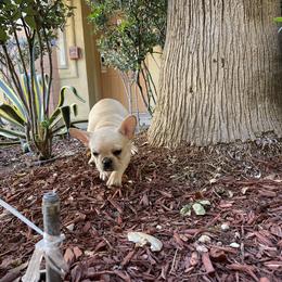French Bulldog and Labrador Retriever Puppies from Desiree Ortiz's French Bull Dogs and Labrador Retrievers