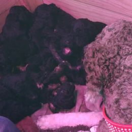Poodle Puppies from Majestic Royalty Poodles