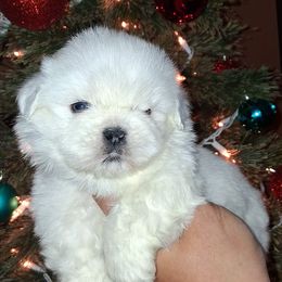 Boy 2 - Gold and white male Shih Tzu puppy in Birmingham, Alabama from K&D kennels