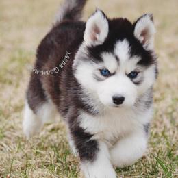 Halo - Black and white female Siberian Husky puppy in Lunenburg, Vermont from SNOW WOOLY HUSKY