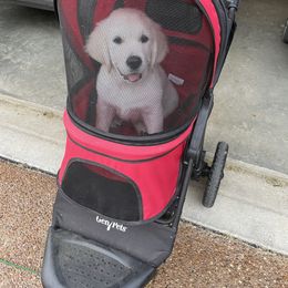 Golden Retriever Puppies from English Creamery Golden Retrievers
